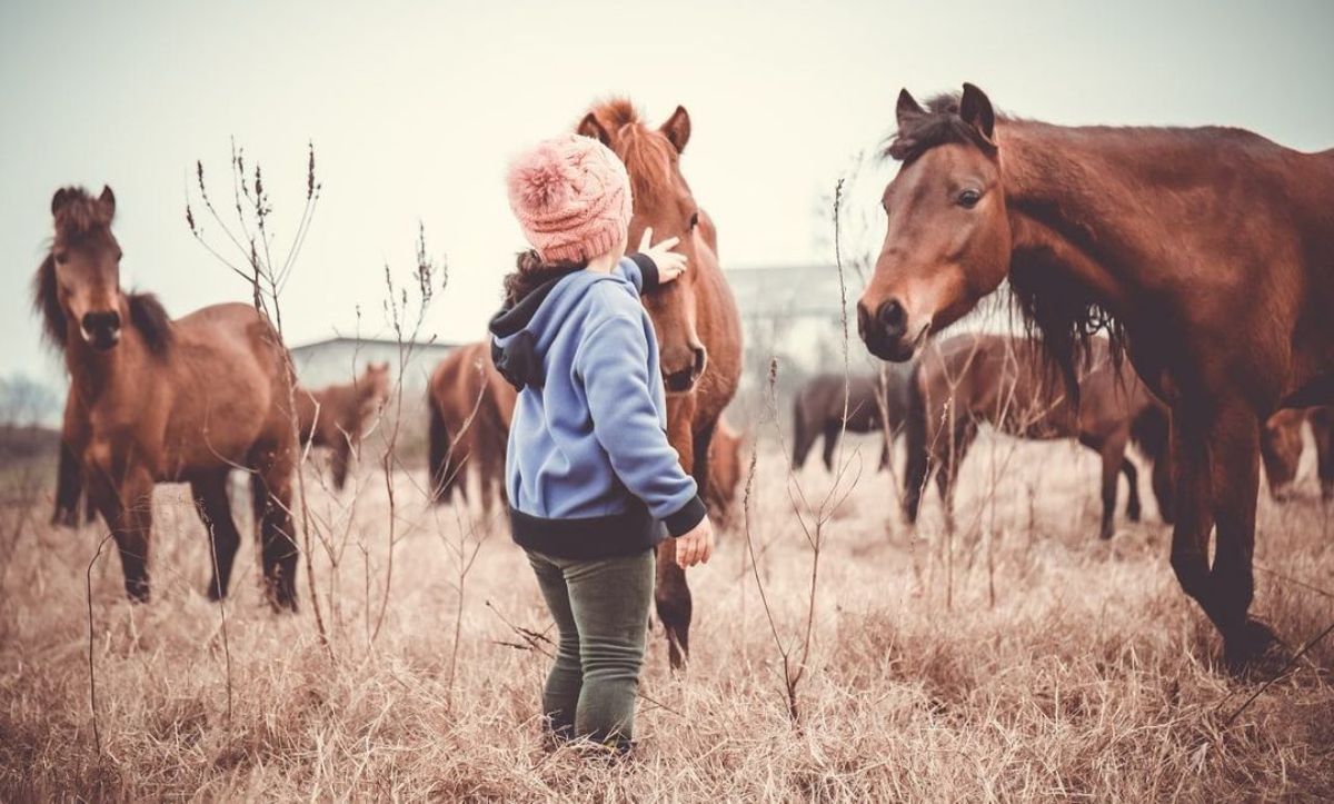 A young king pets a brown Caspian Horse.