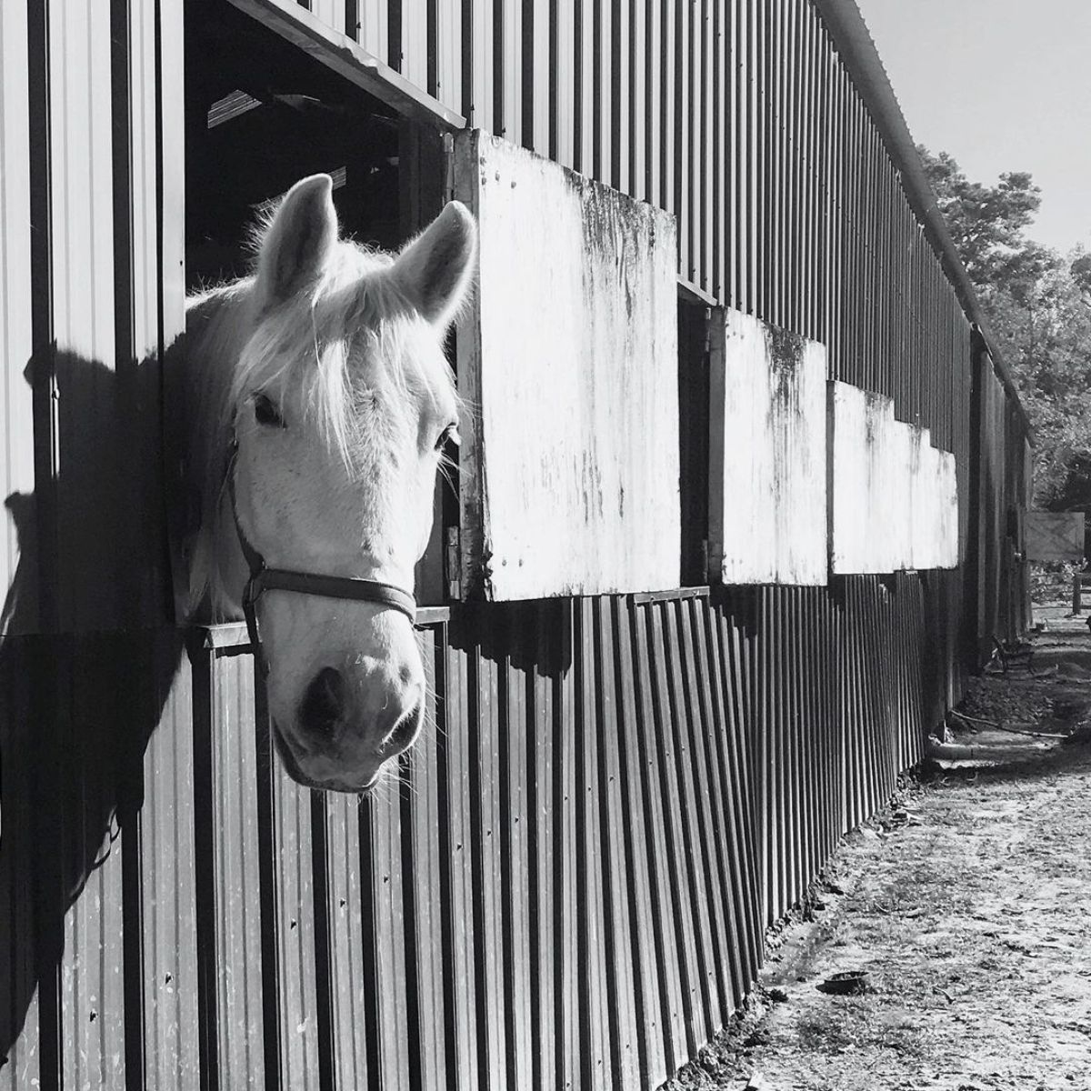 A black and wite photo of a horse peeking out of a stable window.