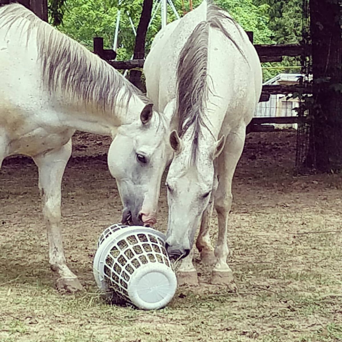 Two white horses graze from a laundry basket horse feeder.