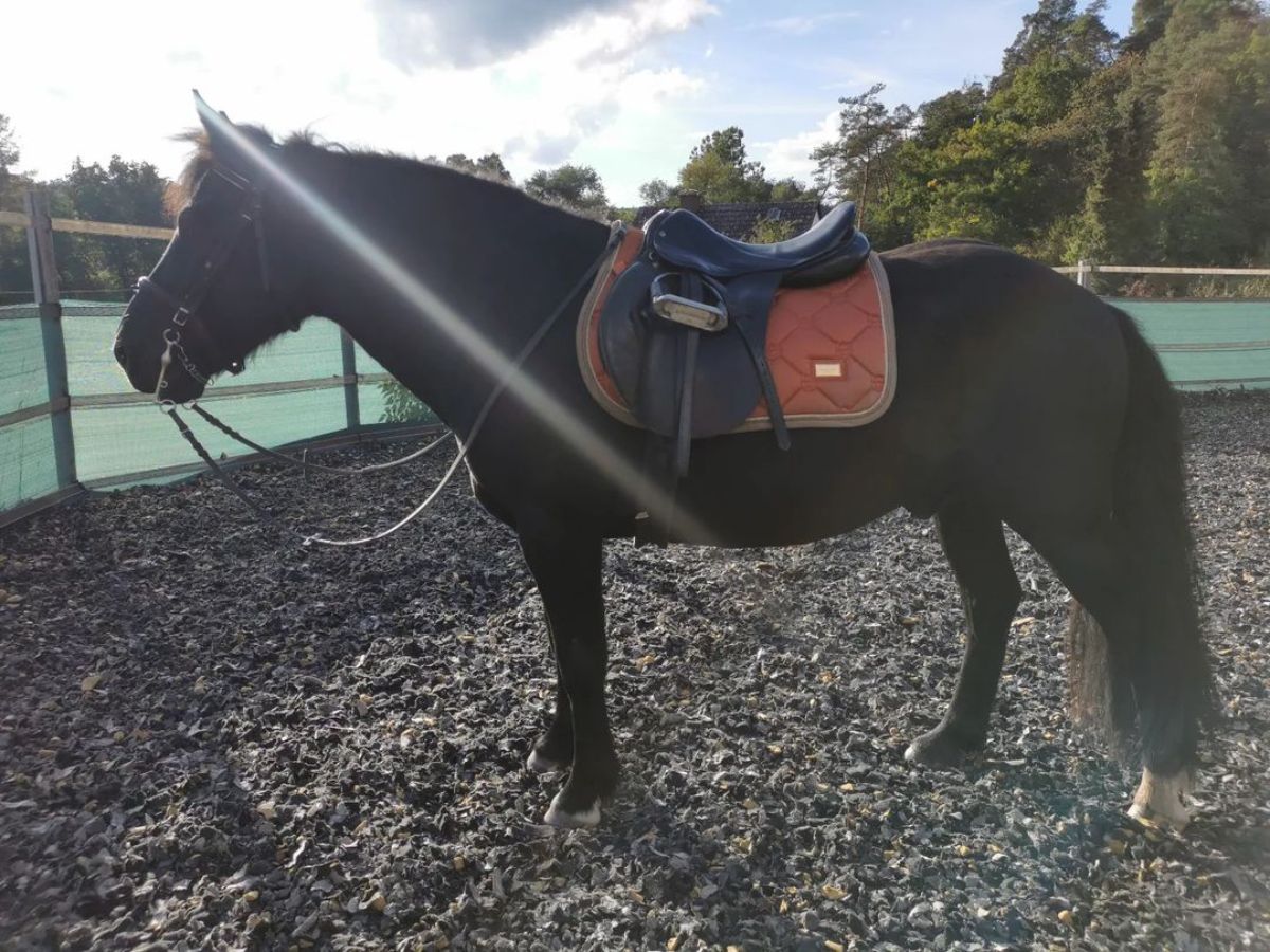 A black Losino Horse with a leather saddle on a ranch.