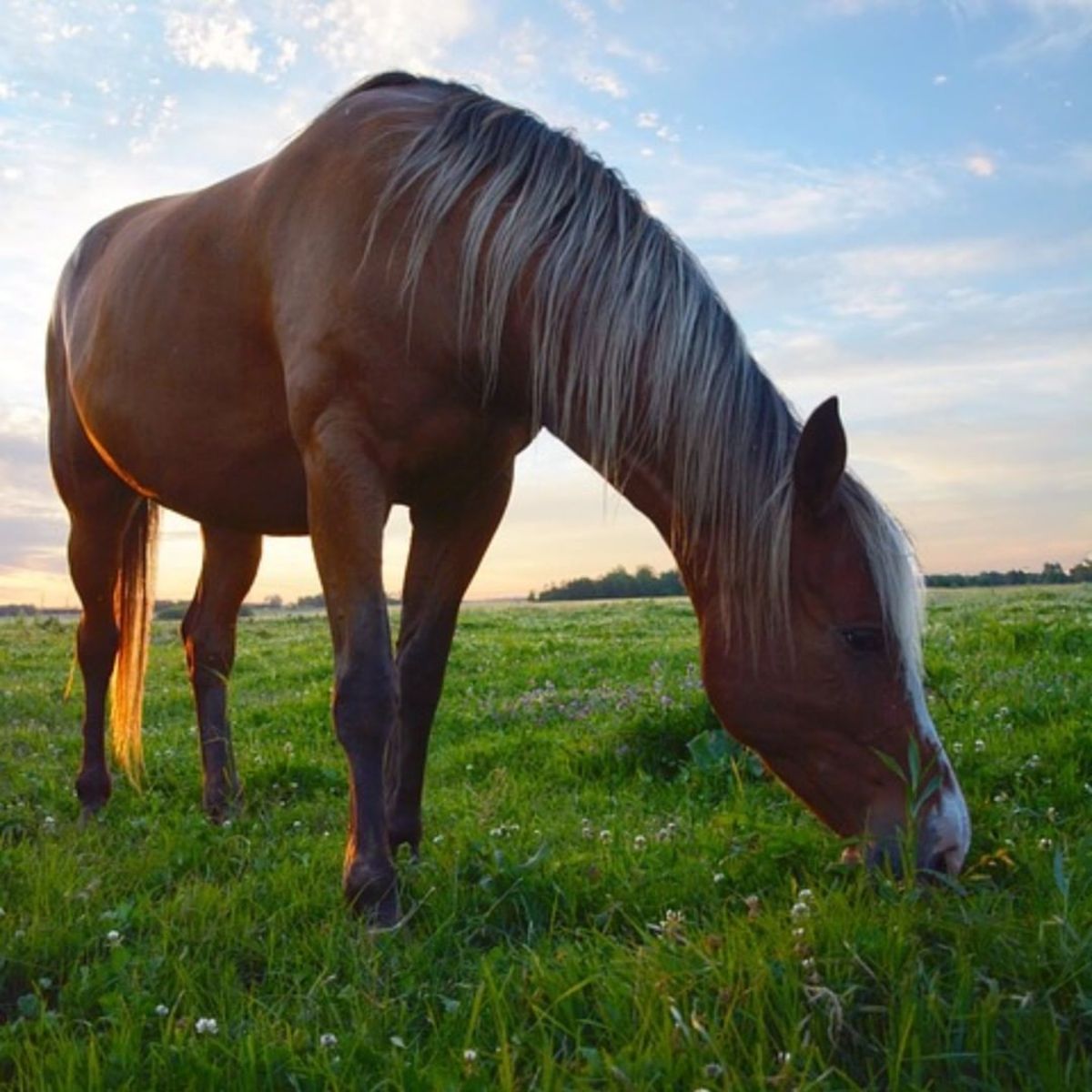 A beautiful brown Mustang horse grazes on a meadow.