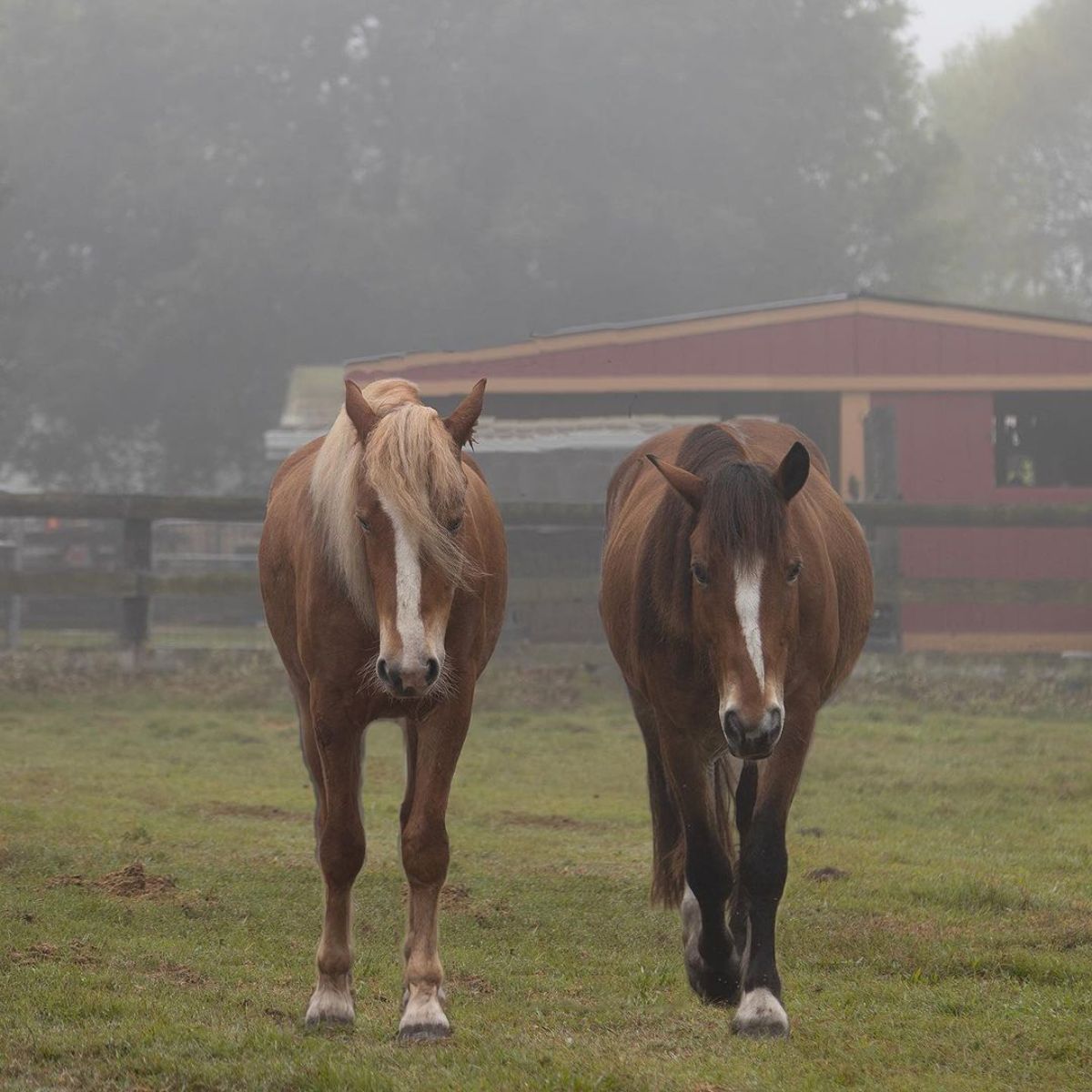 Two brown Mustang horses walk on a ranch.
