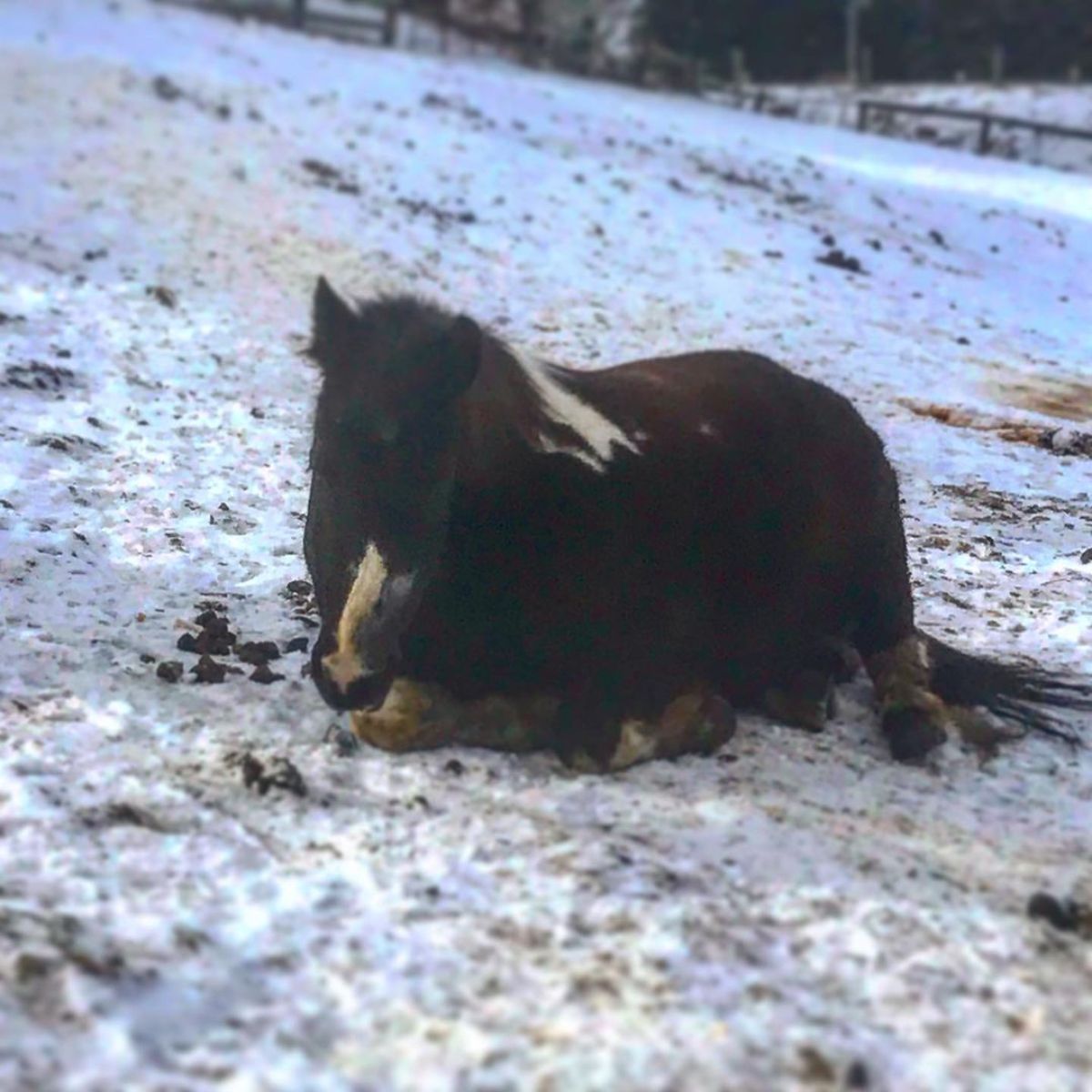 A brown horse sleeps on the snow-covered ground.