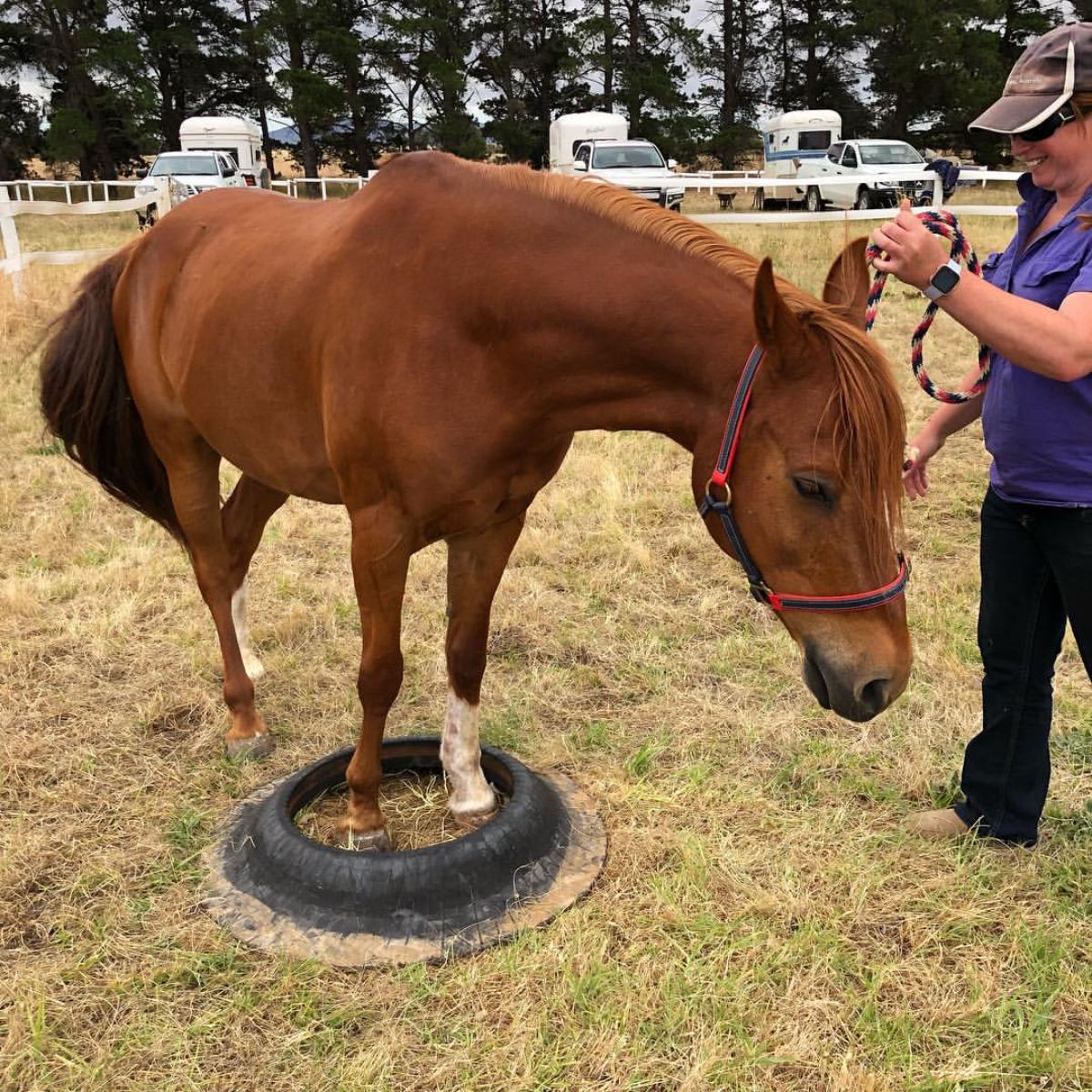 A brown Australian Stud Saddle Pony learns how to overcome fear.