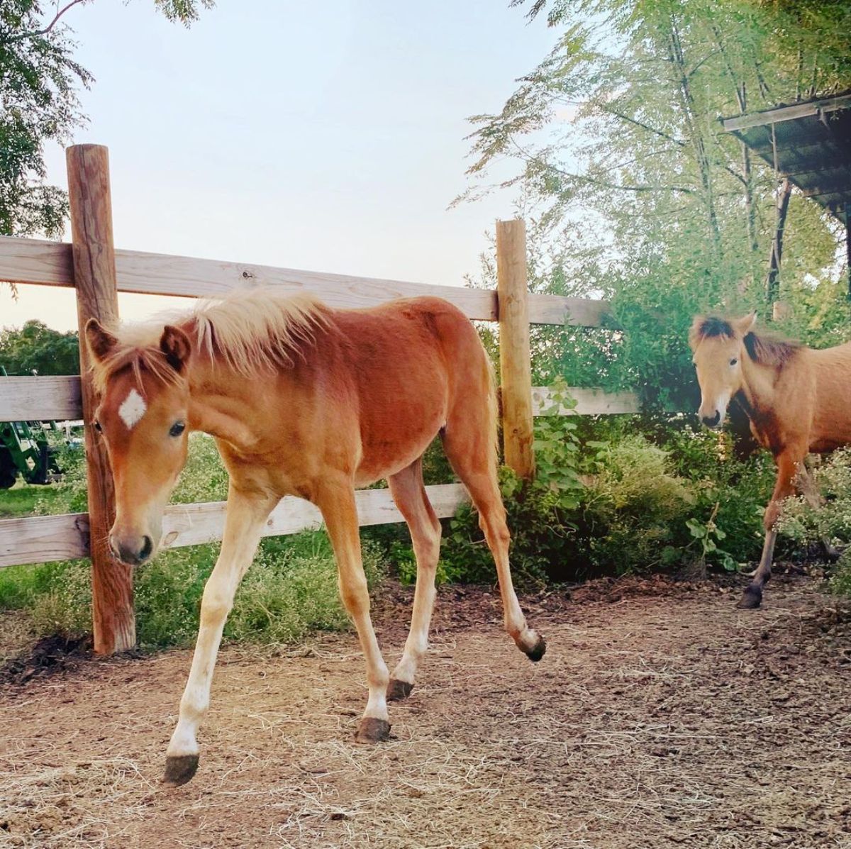 A brown Caspian foal walks on a ranch.