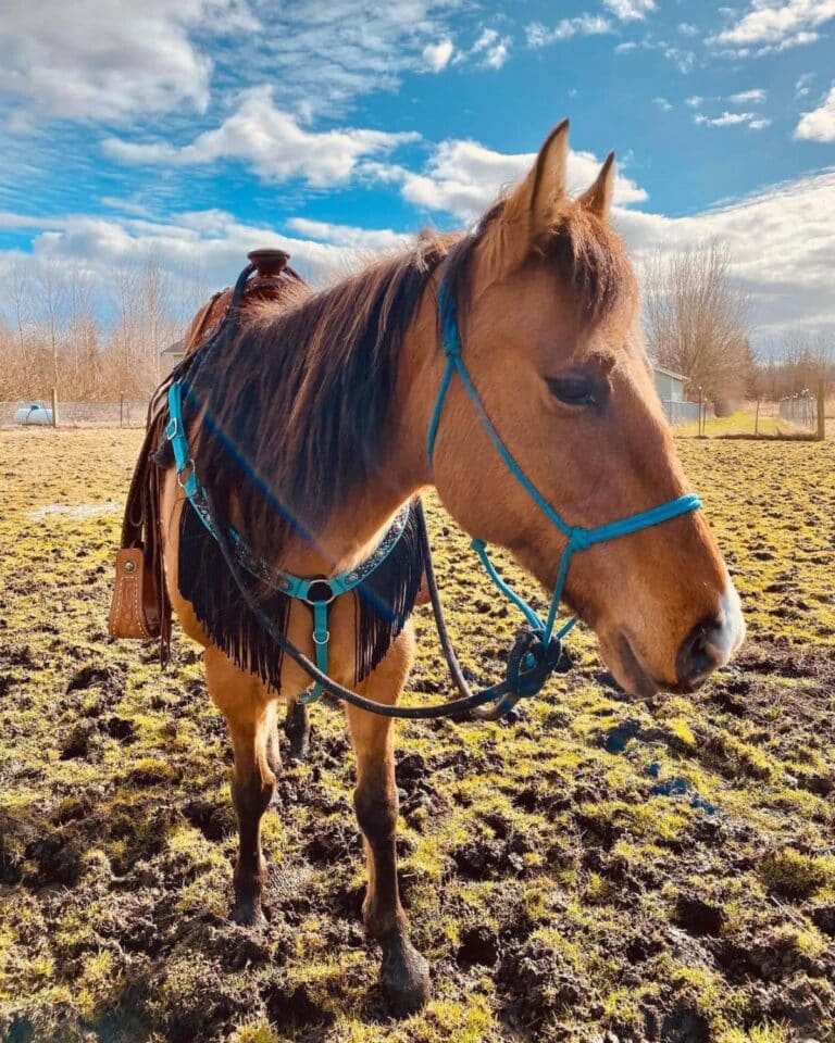 11 Best Horse Breeds For Kids (Gentle and Calm)