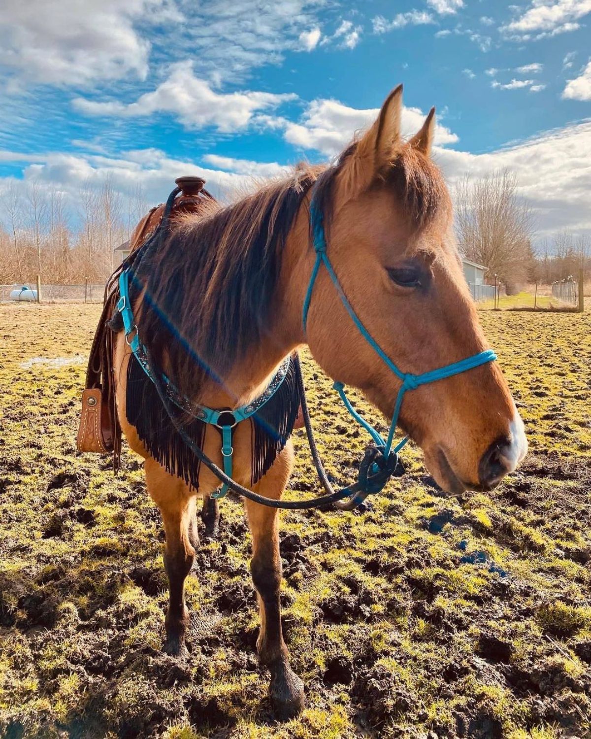 A brown Grade Horse wearing full equipment stands on a field.