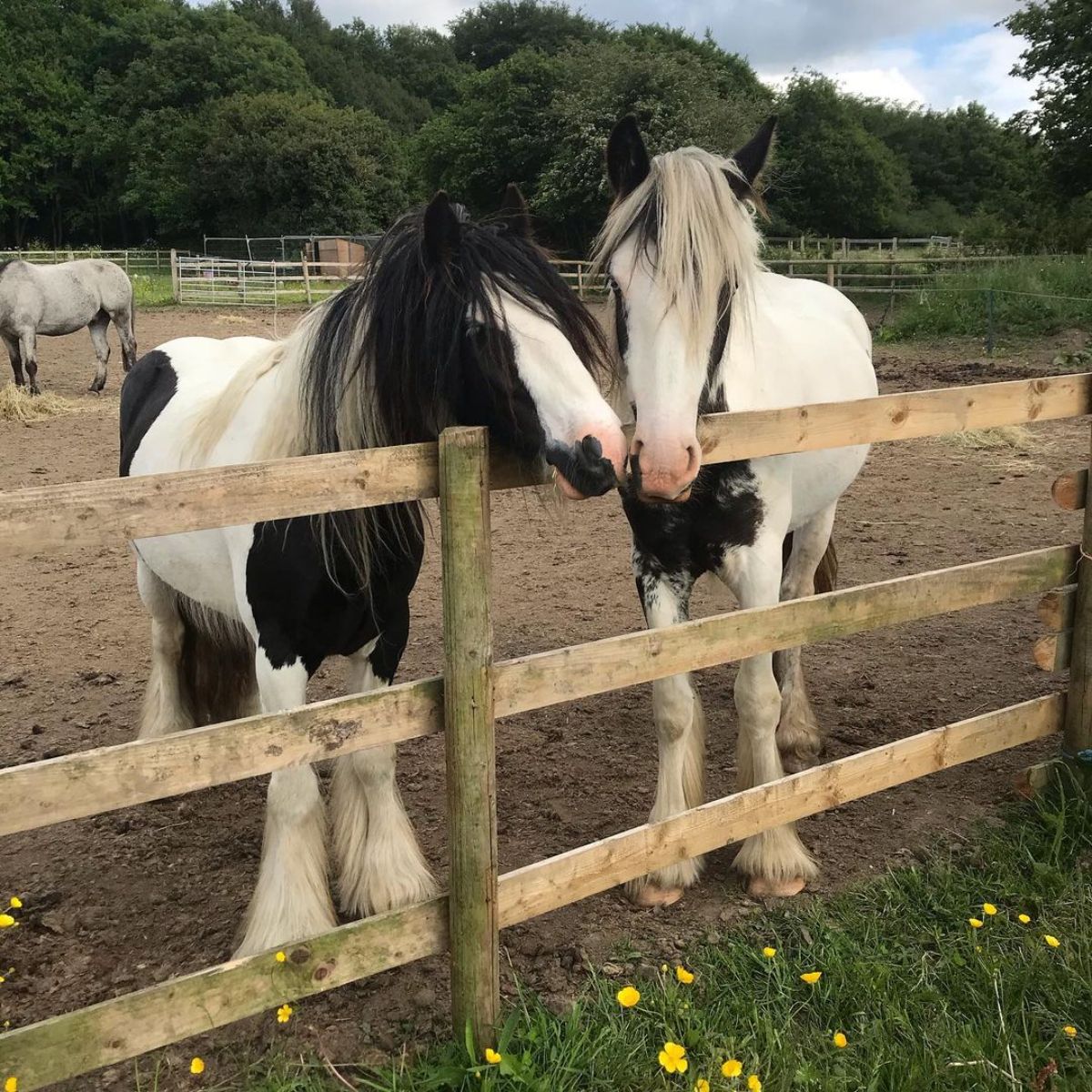 Two adorable horses stand near a wooden fence.