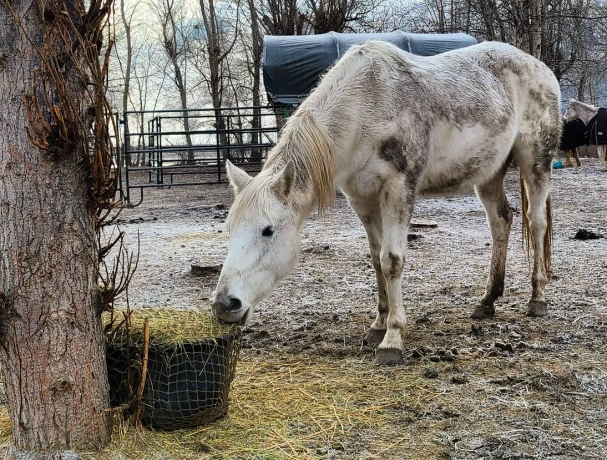 A gray horse grazes from a net barrel horse feeder.