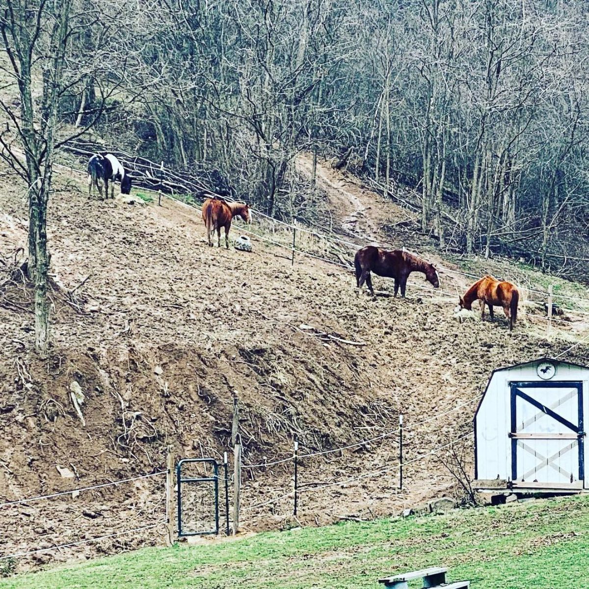 Horses wander on a ranch on a steep hill.