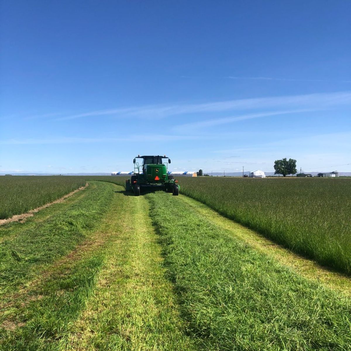 A field of Orchard Grass.