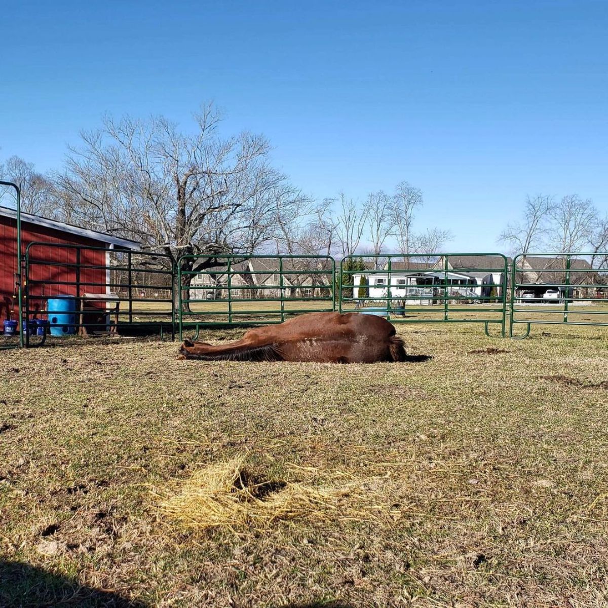 A brown horse sleeps on the ground on a ranch.