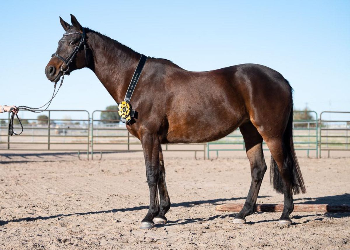 A brown Trakehner horse stands on a ranch.