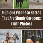 9 Unique Viennese Horses That Are Simply Gorgeous (With Photos) pinterest image.
