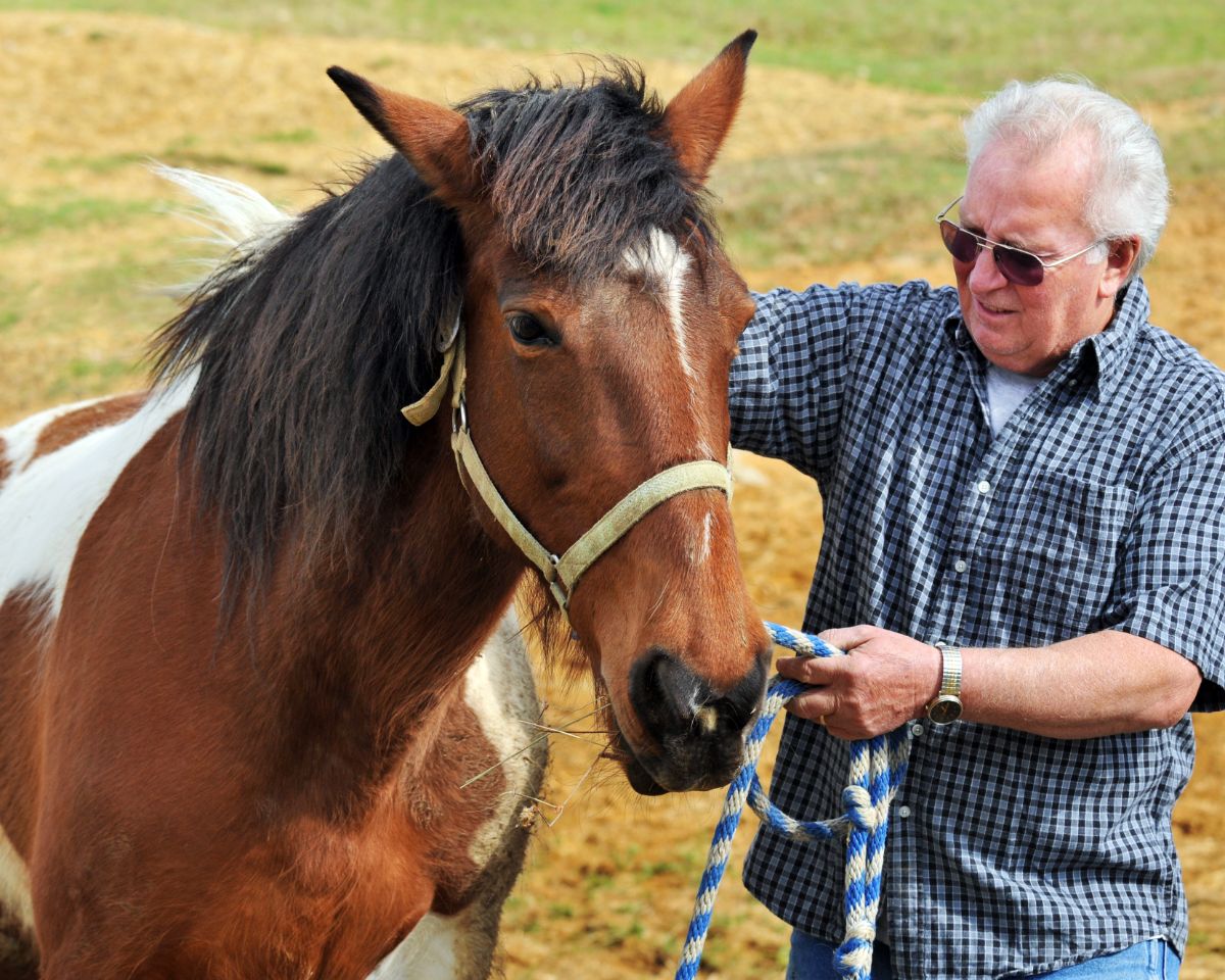 An elderly man leads a brown horse.