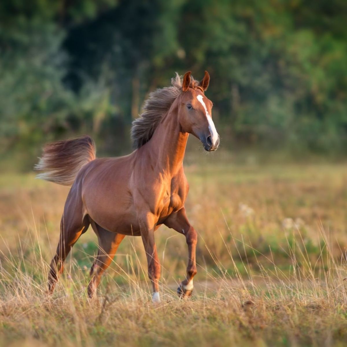 An angry-looking brown horse runs on a field.
