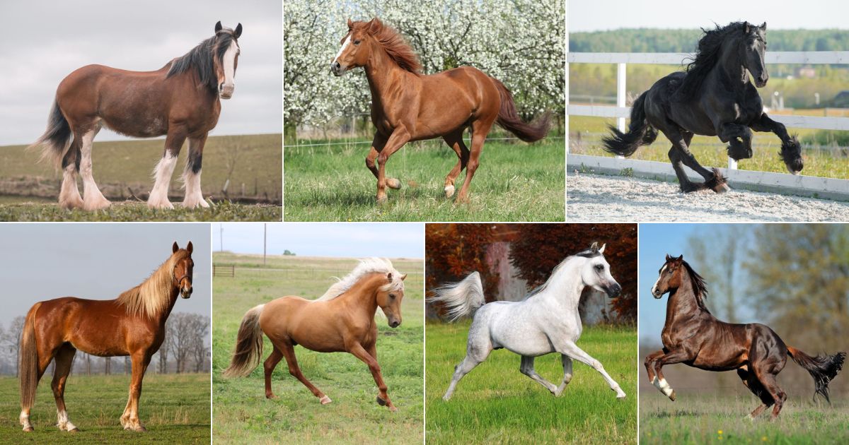 These Are The 7 Smartest Horse Breeds Out There these-are-the-7-smartest-horse-breeds-out-there