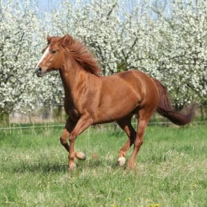 An elegant brown Quarter Horse runs on green pasture.