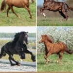 These Are The 7 Smartest Horse Breeds Out There pinterest image.