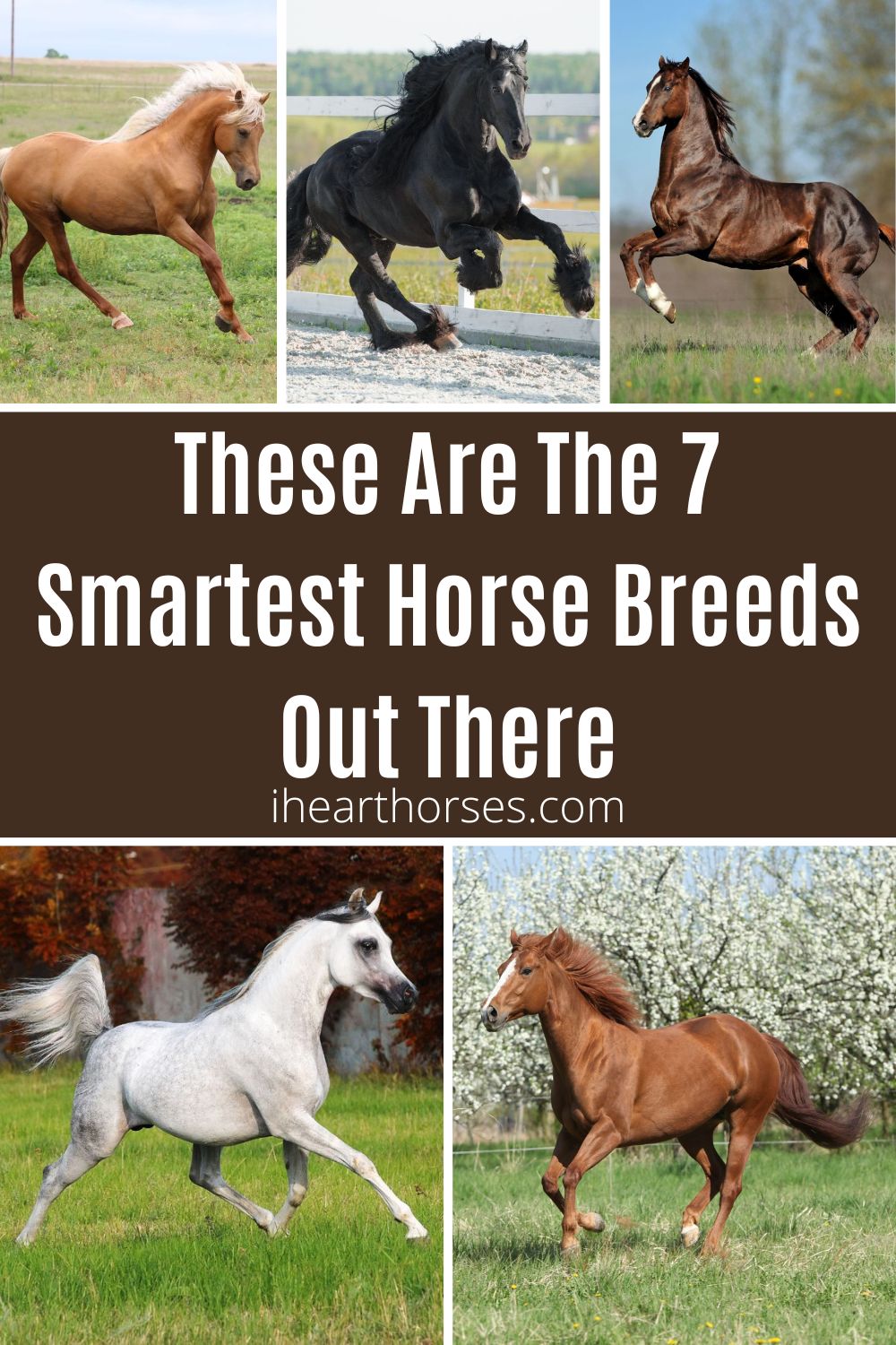 These Are The 7 Smartest Horse Breeds Out There